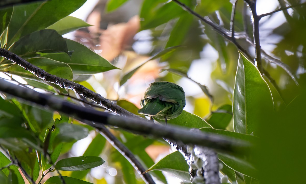Philippine Leafbird - ML618478165