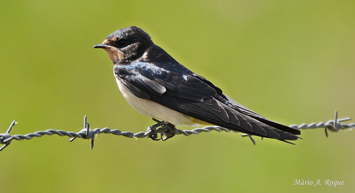 Barn Swallow - ML618478170