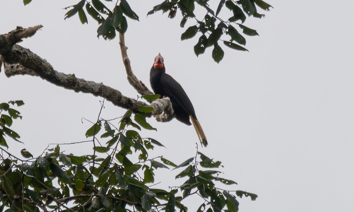 Writhed Hornbill - ML618478178