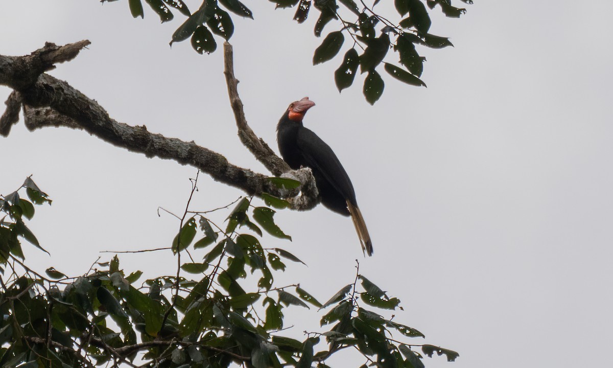 Writhed Hornbill - ML618478179
