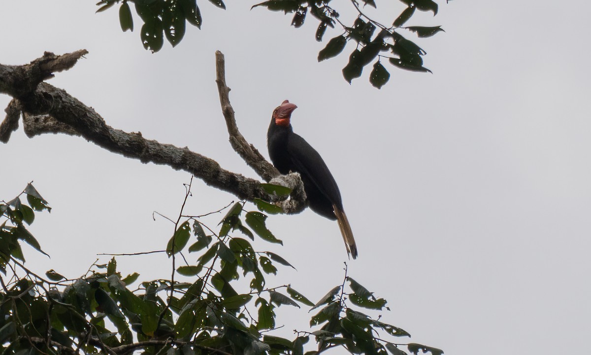 Writhed Hornbill - ML618478180