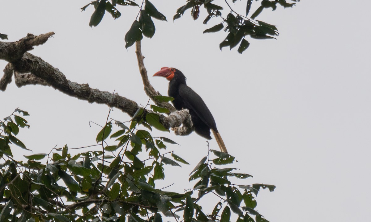Writhed Hornbill - ML618478182