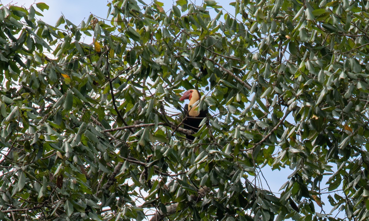 Writhed Hornbill - ML618478183