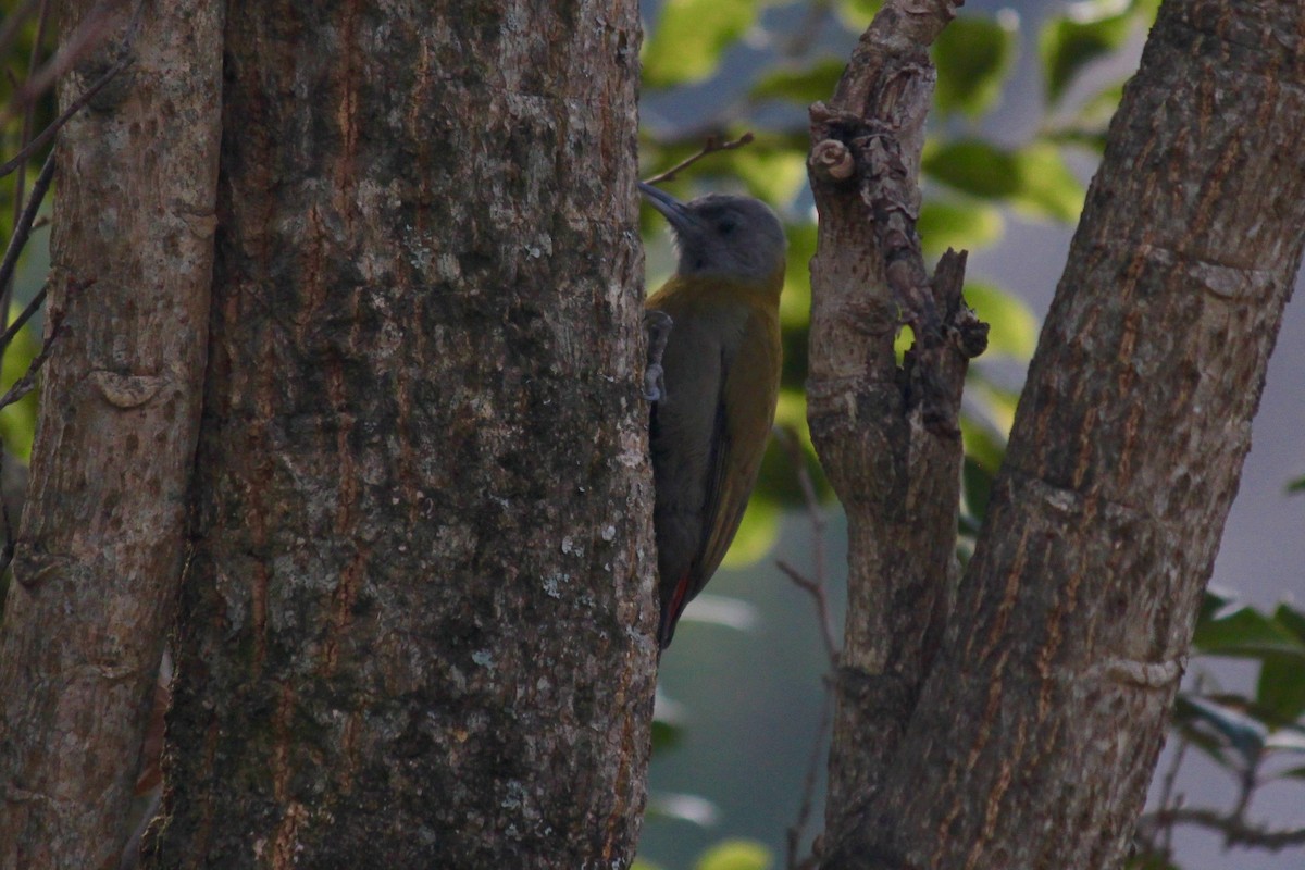 Olive Woodpecker (Southern) - ML618478272