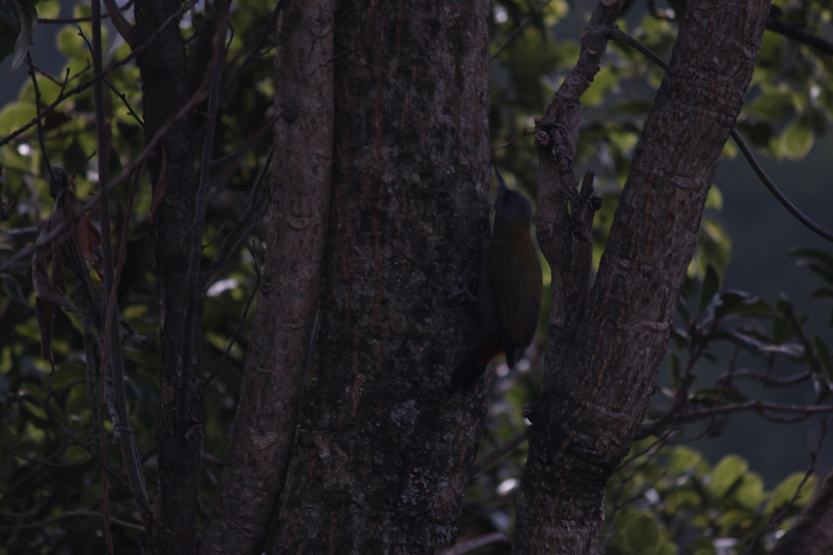 Olive Woodpecker (Southern) - ML618478273
