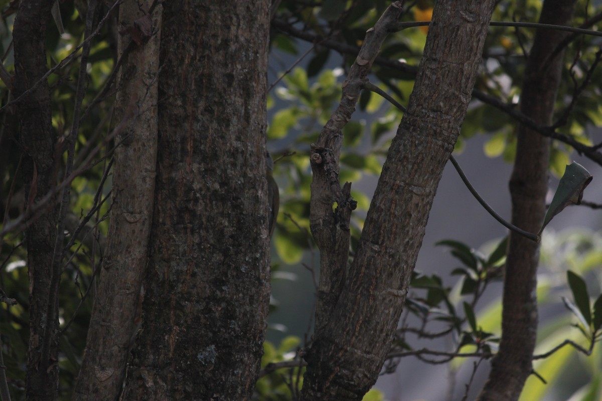 datel šedohlavý (ssp. griseocephalus) - ML618478275