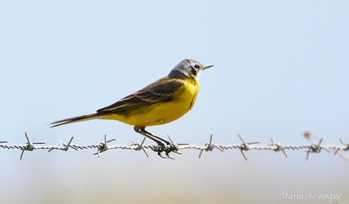 Western Yellow Wagtail - Mário Roque