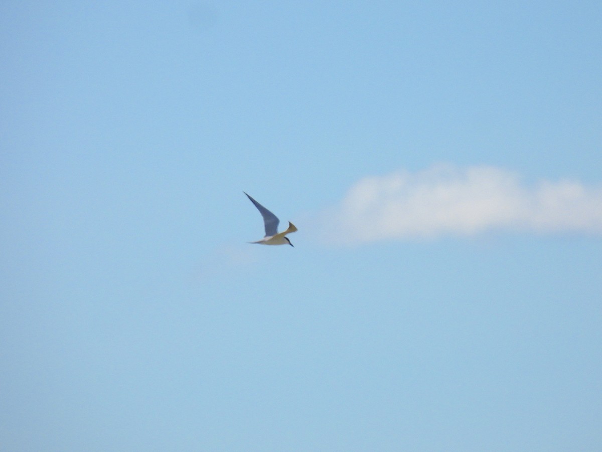 Gull-billed Tern - ML618478325