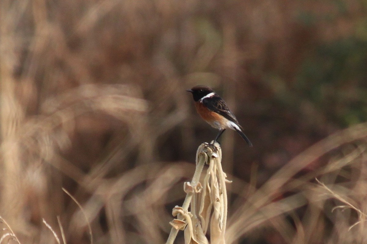 African Stonechat (African) - ML618478349