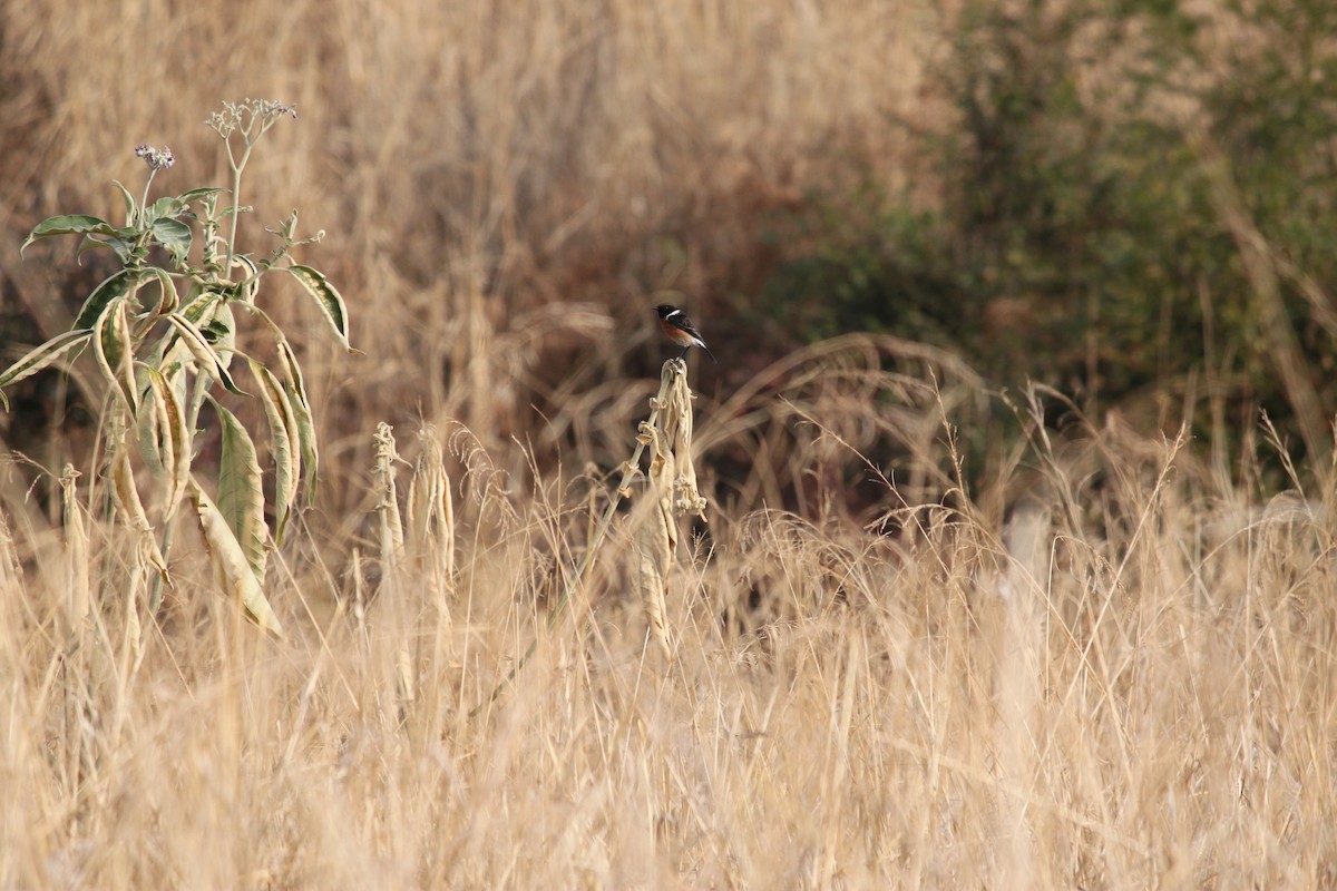 African Stonechat (African) - ML618478350