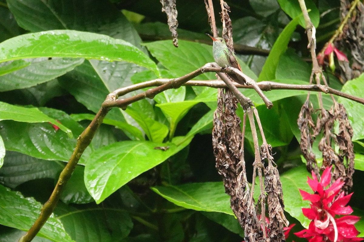 Rufous-tailed Hummingbird - ML618478357