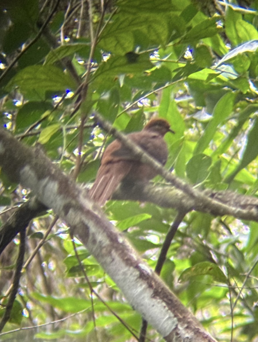 Brown Cuckoo-Dove - ML618478358