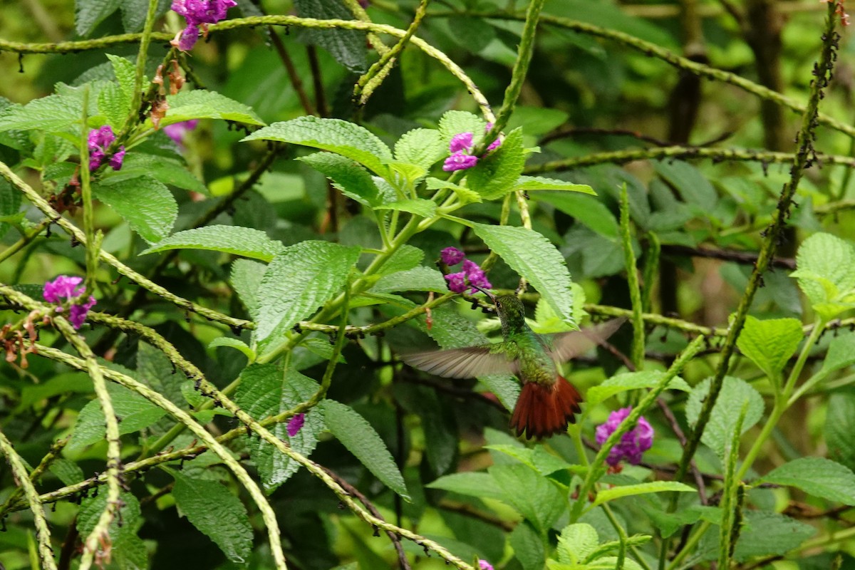 Rufous-tailed Hummingbird - ML618478392