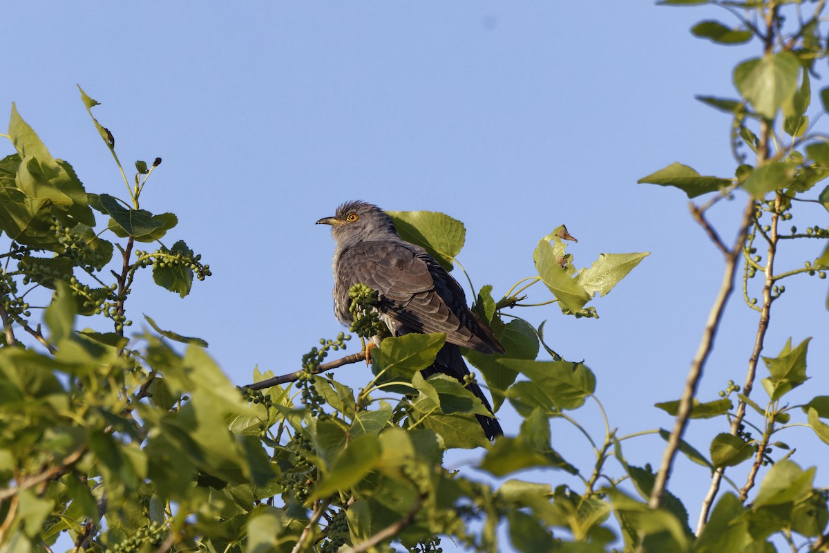 Common Cuckoo - ML618478395