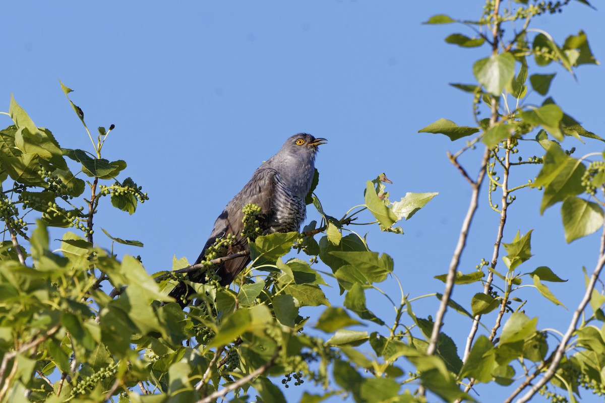 Common Cuckoo - ML618478396