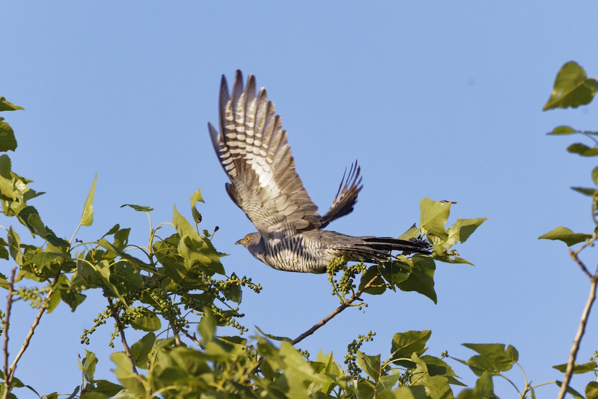 Common Cuckoo - ML618478397
