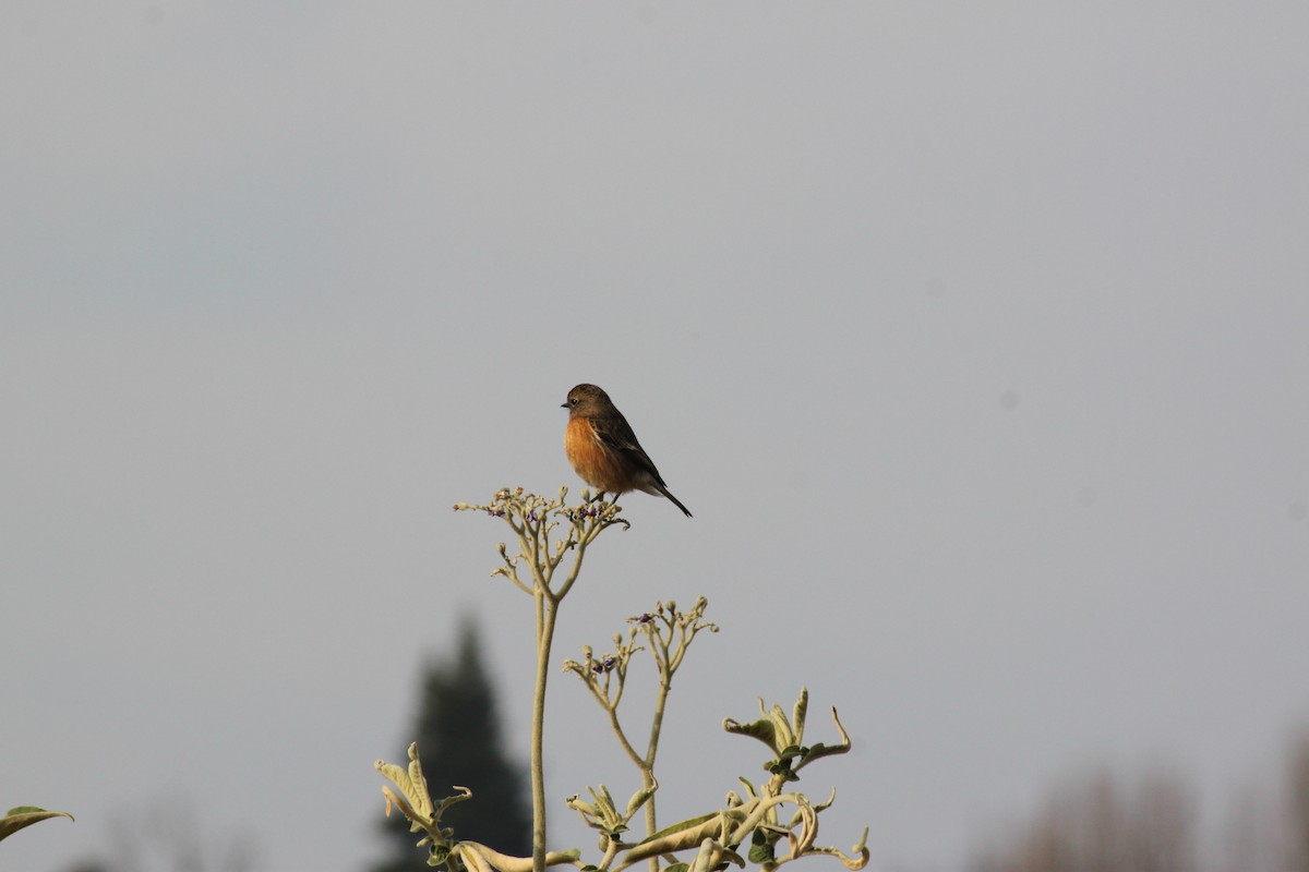 African Stonechat (African) - ML618478400