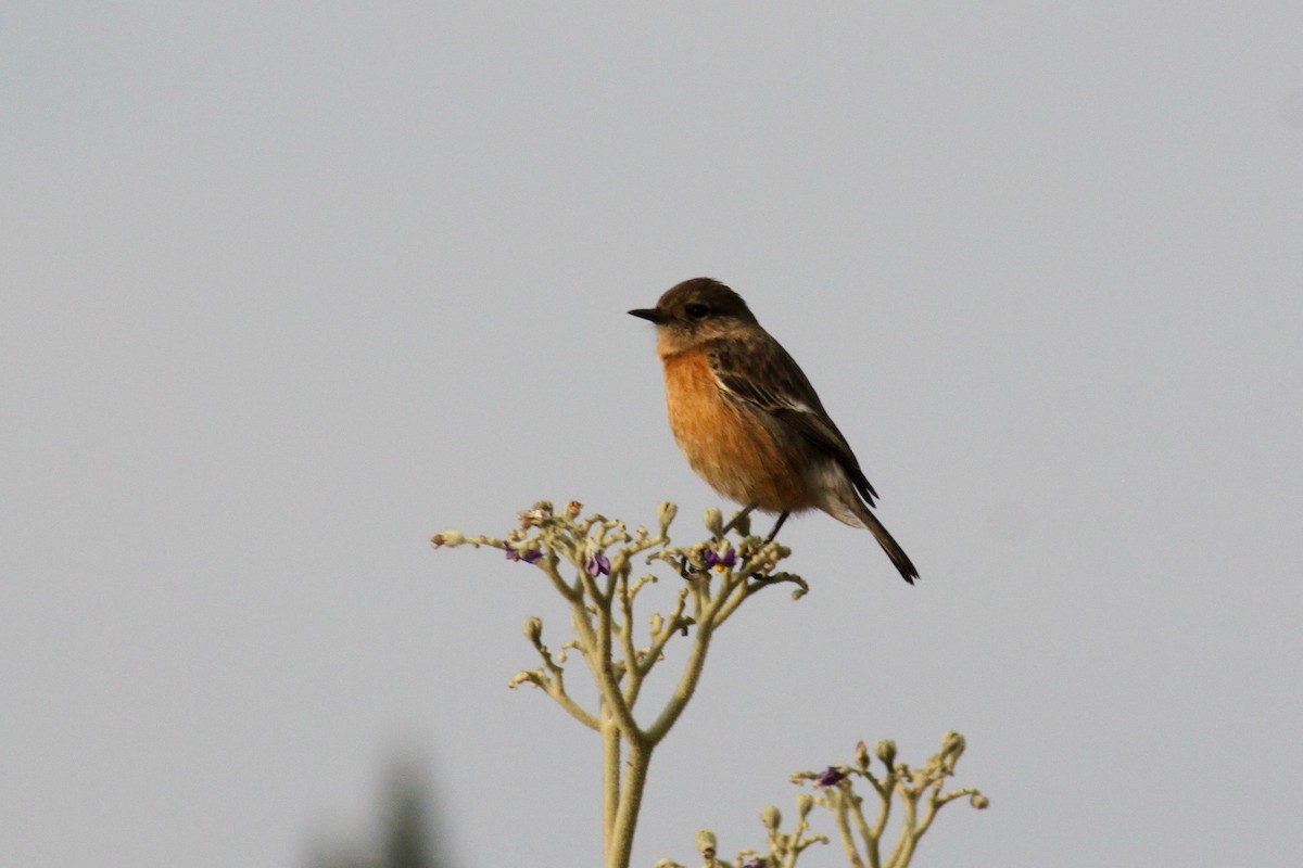 African Stonechat (African) - ML618478401