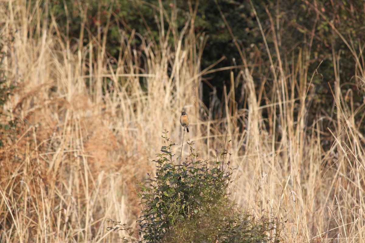 African Stonechat (African) - ML618478403