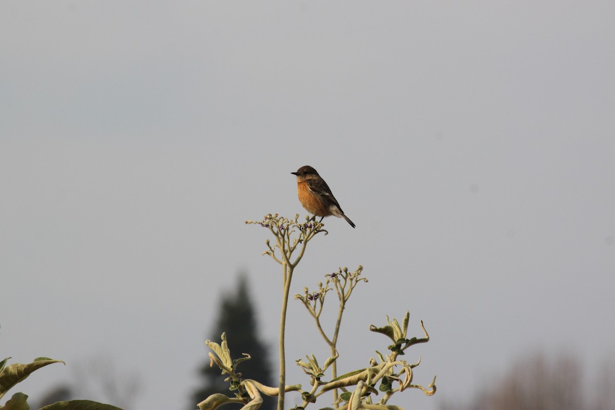 African Stonechat (African) - ML618478404