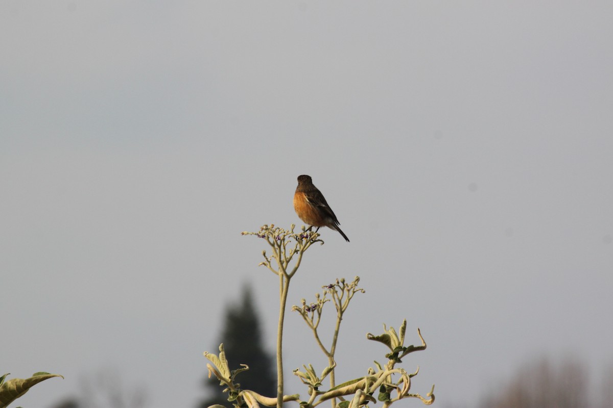 African Stonechat (African) - ML618478408