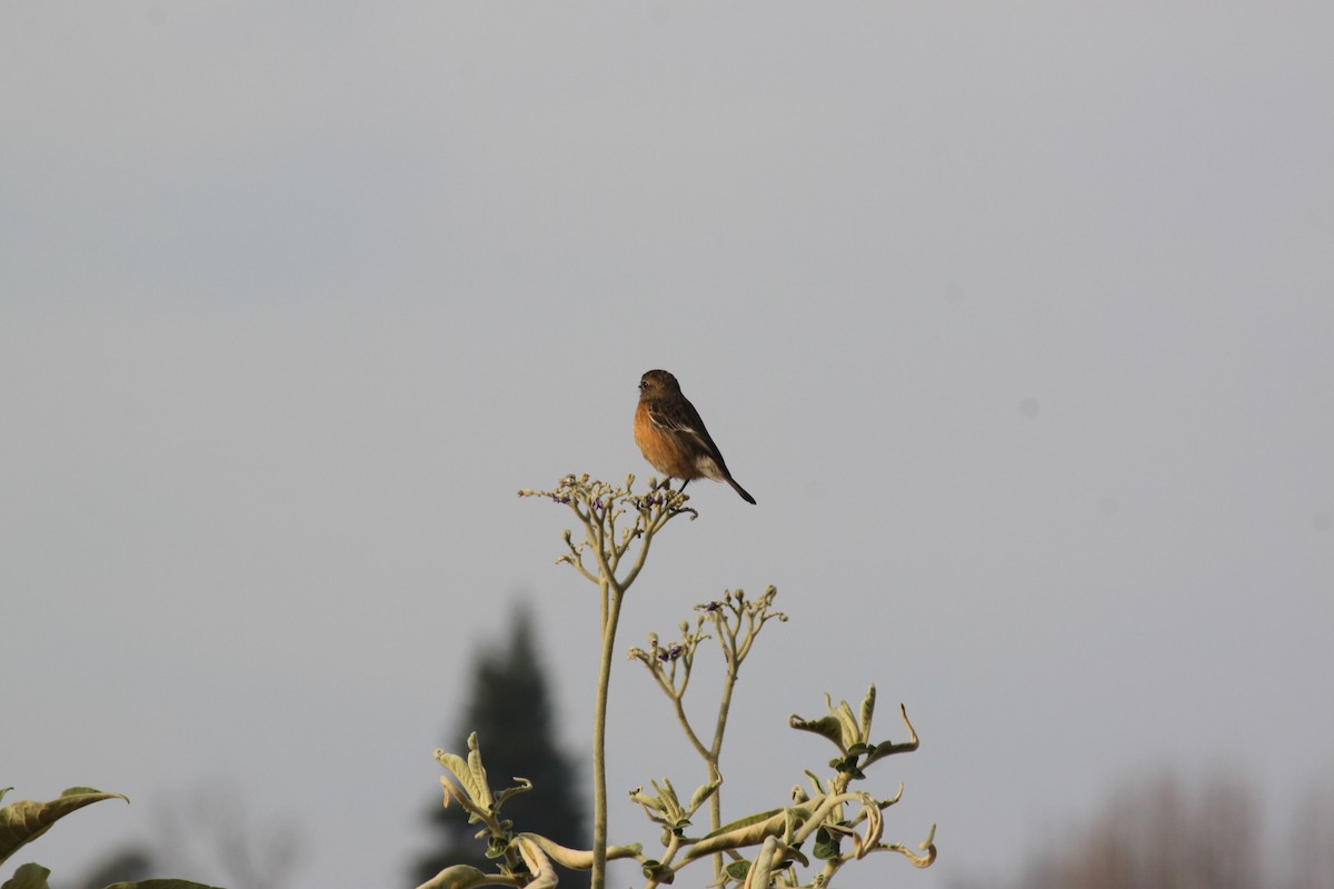 African Stonechat (African) - ML618478409