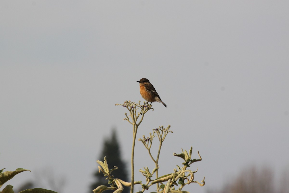 African Stonechat (African) - ML618478410