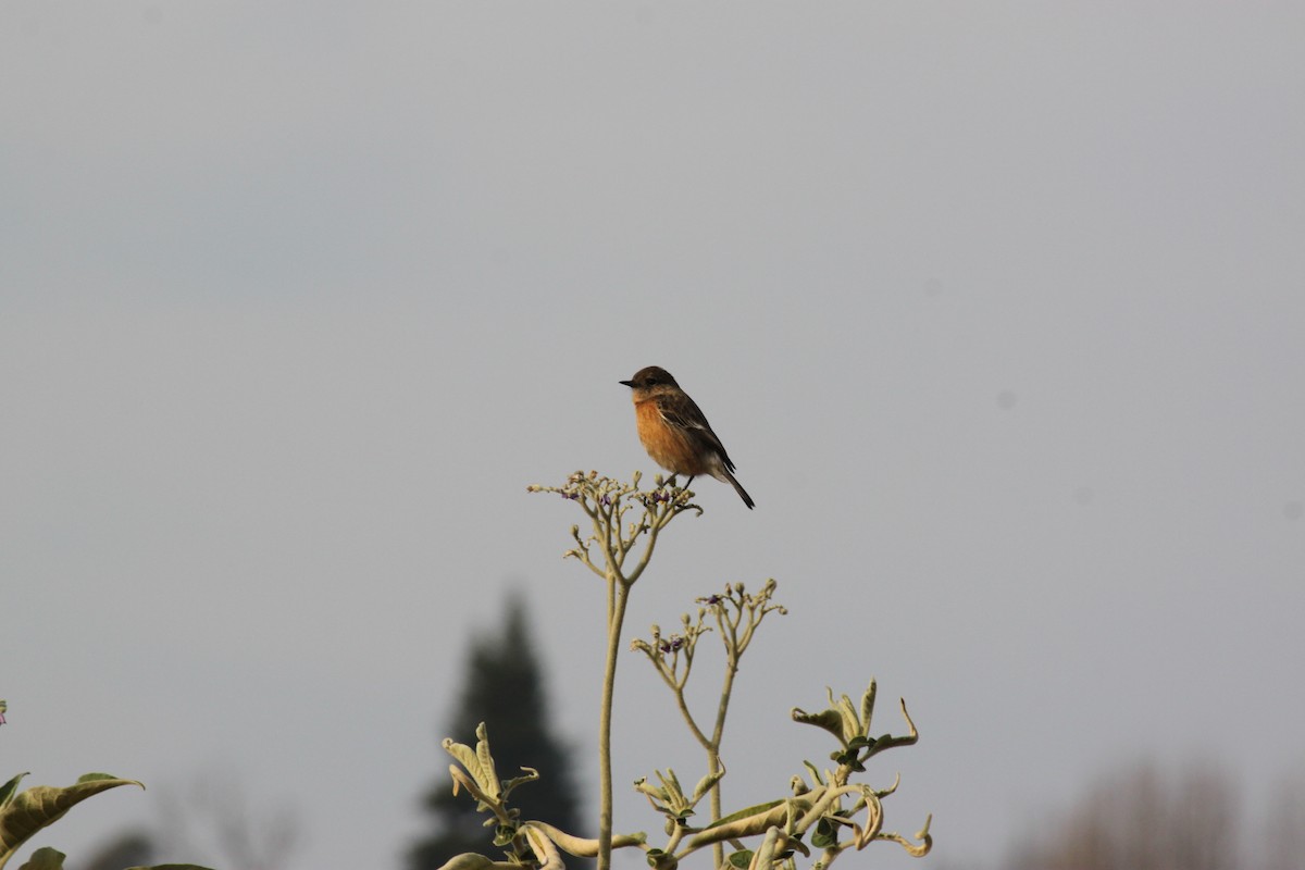 African Stonechat (African) - ML618478411