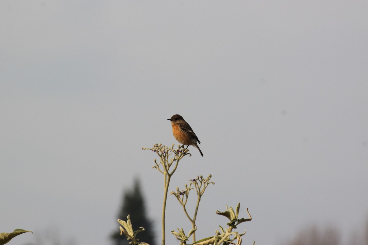 African Stonechat (African) - ML618478412