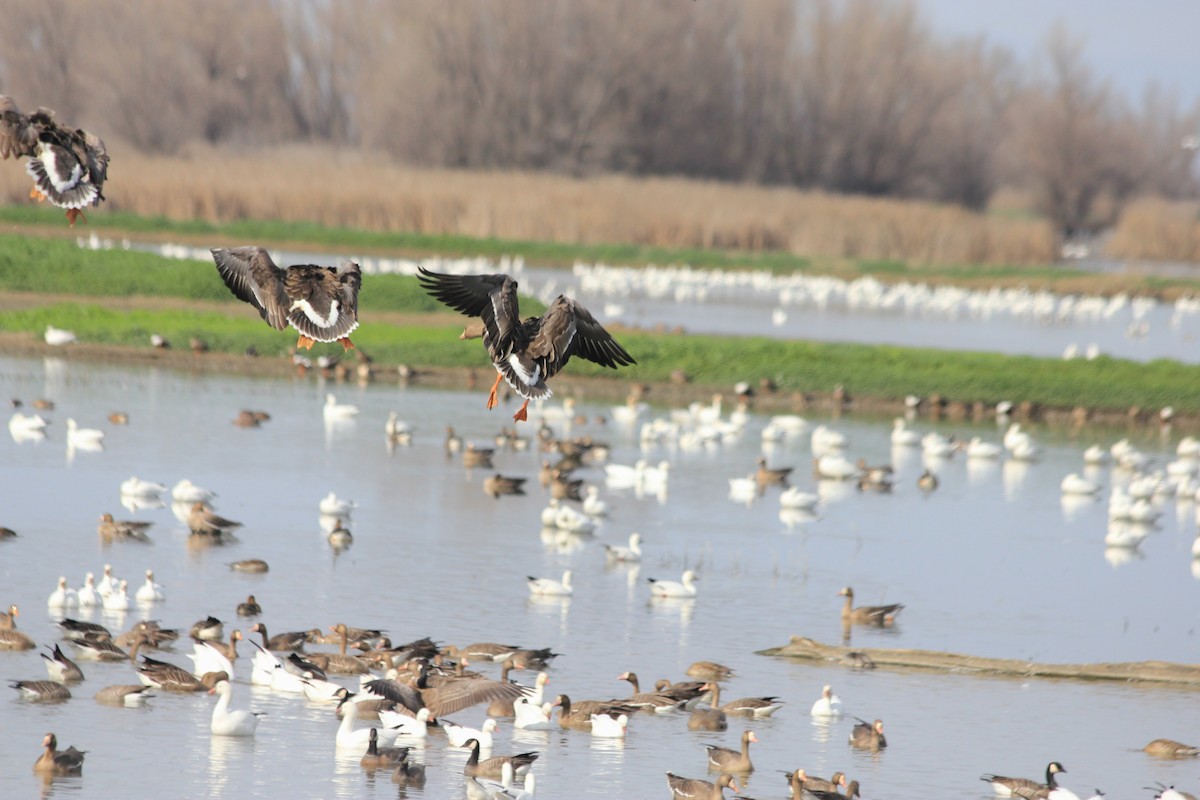 Greater White-fronted Goose - ML618478451