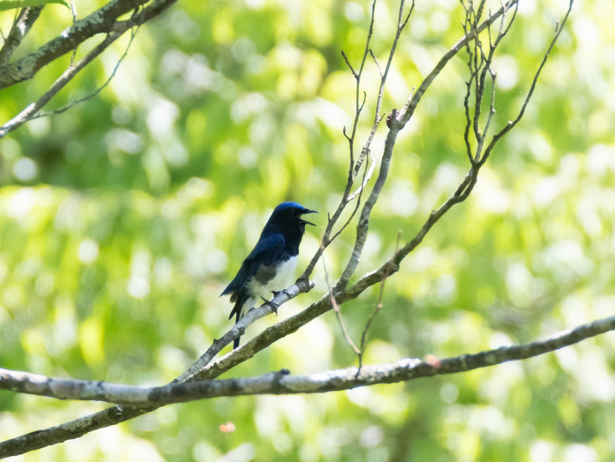 Blue-and-white Flycatcher - ML618478480