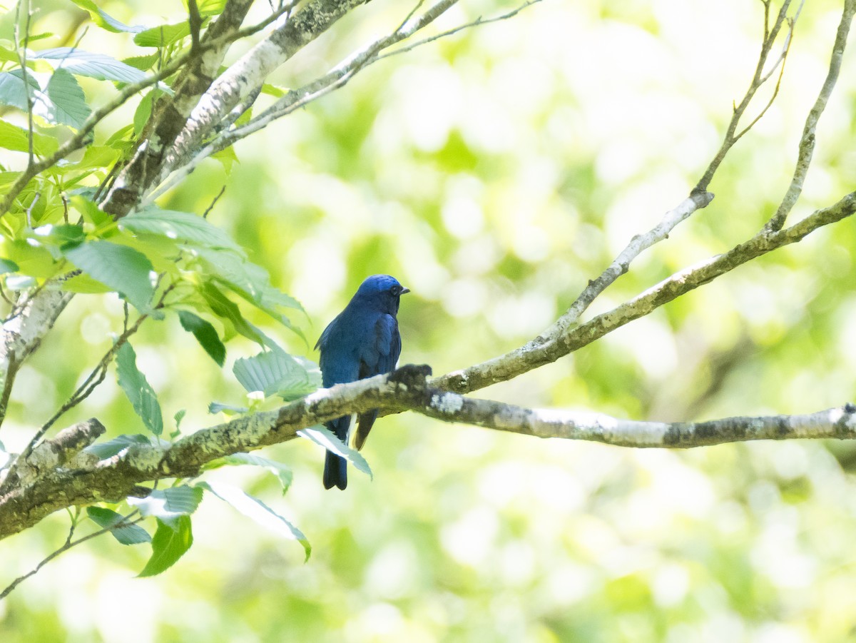 Blue-and-white Flycatcher - ML618478481