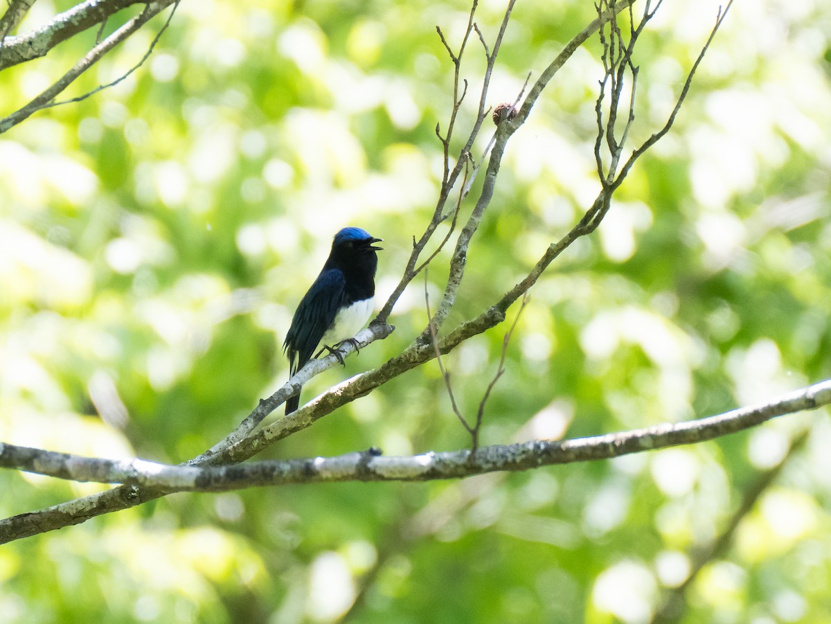 Blue-and-white Flycatcher - ML618478482