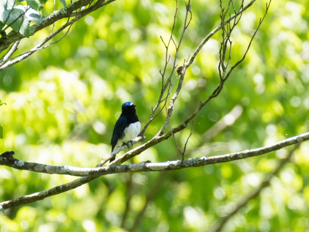 Blue-and-white Flycatcher - ML618478483