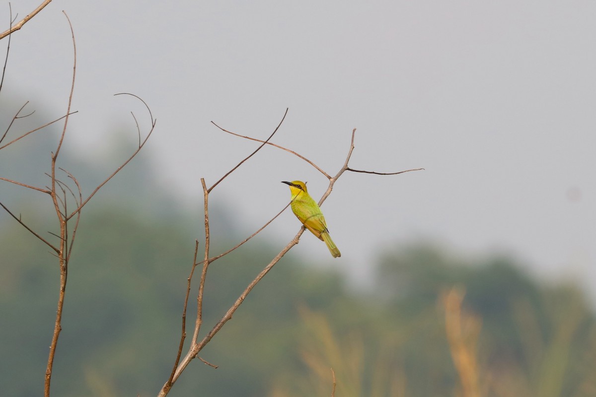 Asian Green Bee-eater - Ben Weil
