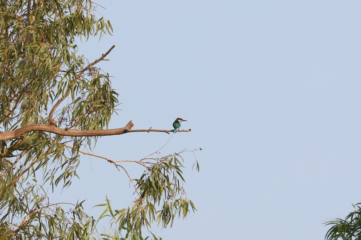 Blue-throated Bee-eater - ML618478497