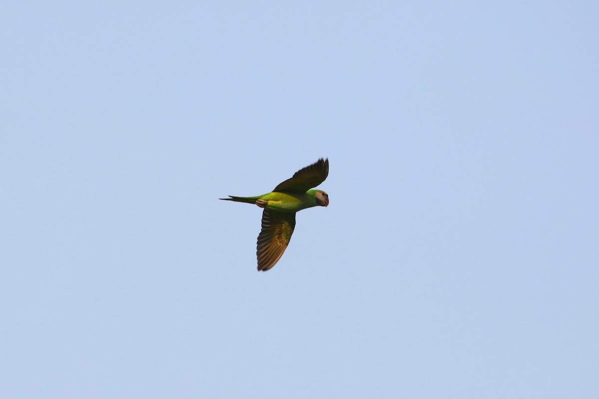 Red-breasted Parakeet - ML618478504