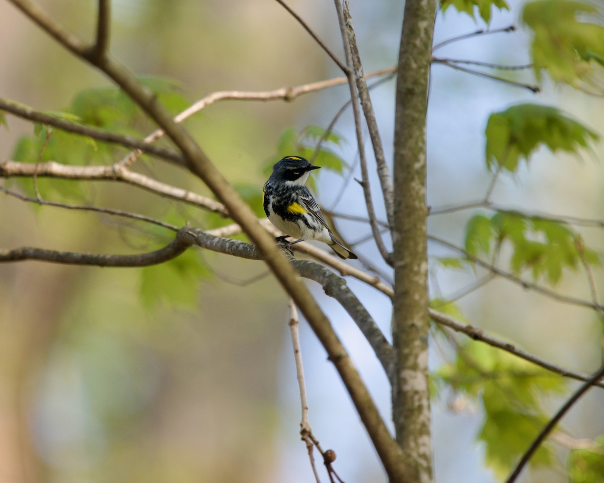 Yellow-rumped Warbler (Myrtle) - ML618478545