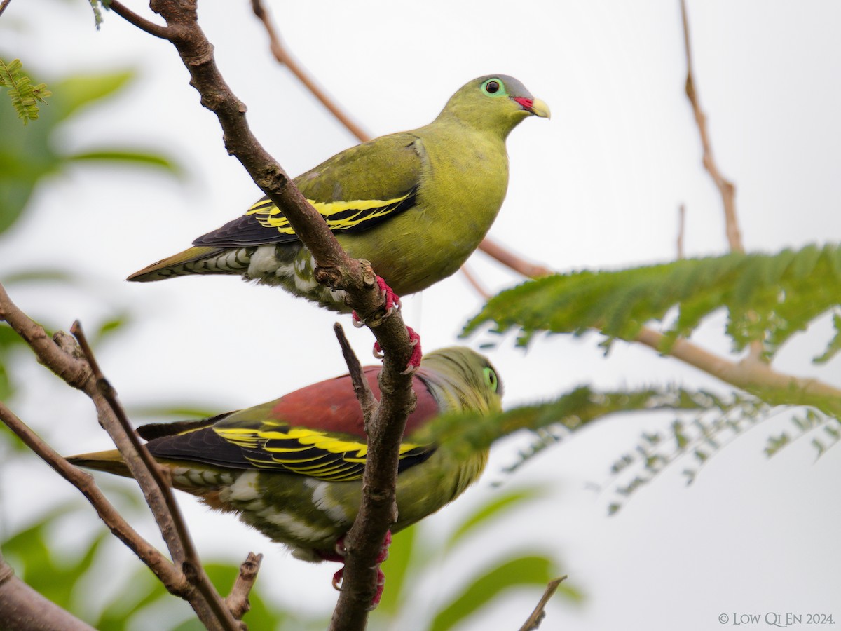 Thick-billed Green-Pigeon - ML618478618