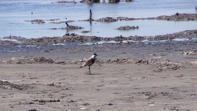 Spur-winged Lapwing - ML618478622