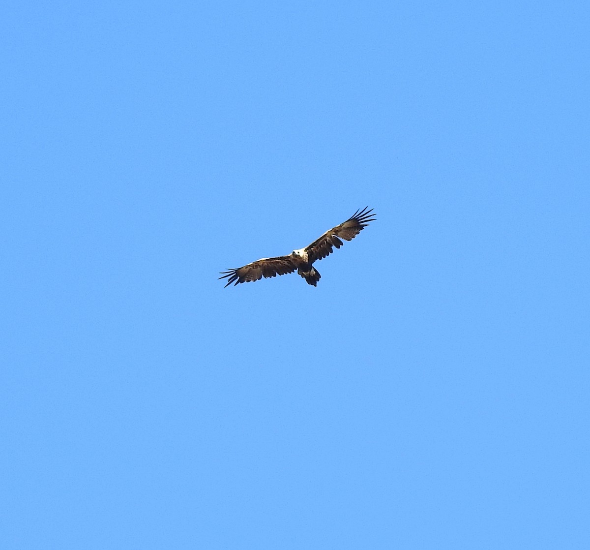 Wedge-tailed Eagle - ML618478663