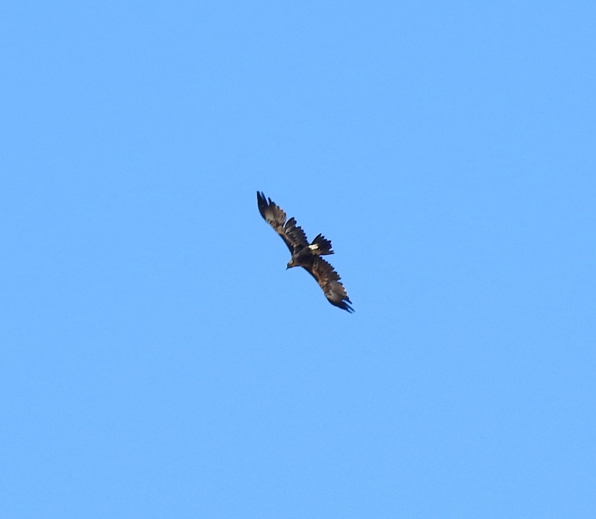 Wedge-tailed Eagle - ML618478664