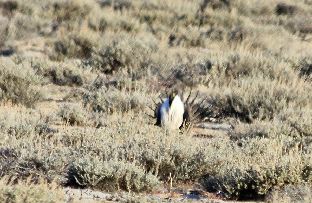 Greater Sage-Grouse - ML618478709