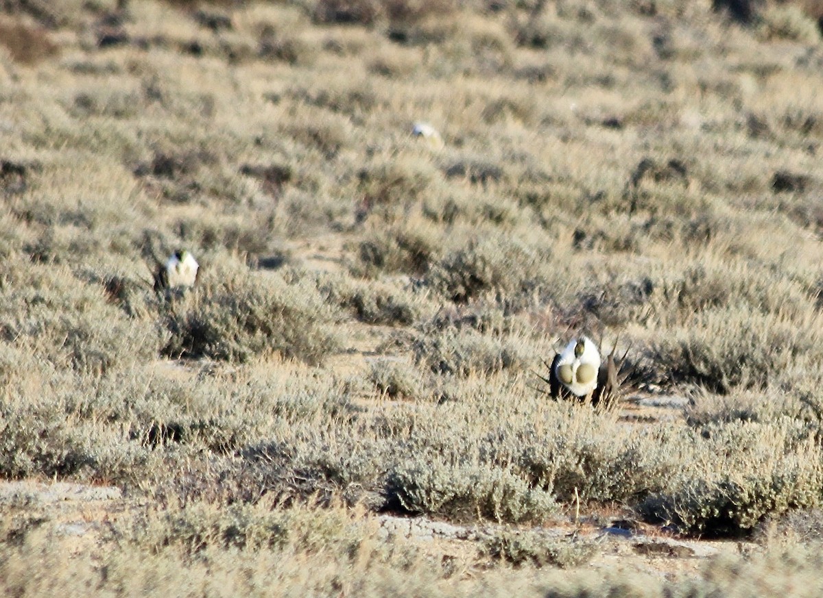 Greater Sage-Grouse - ML618478710