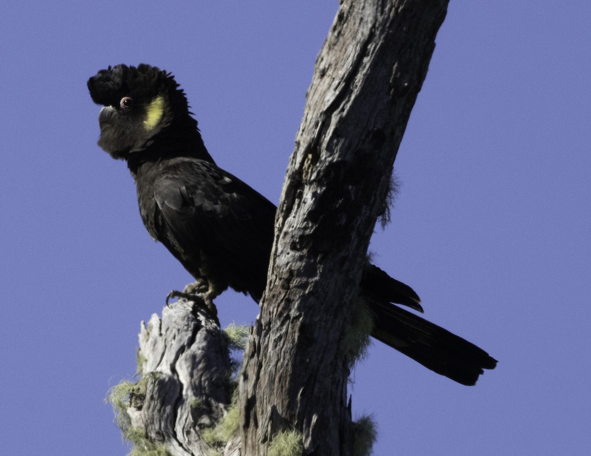 Yellow-tailed Black-Cockatoo - ML618478733