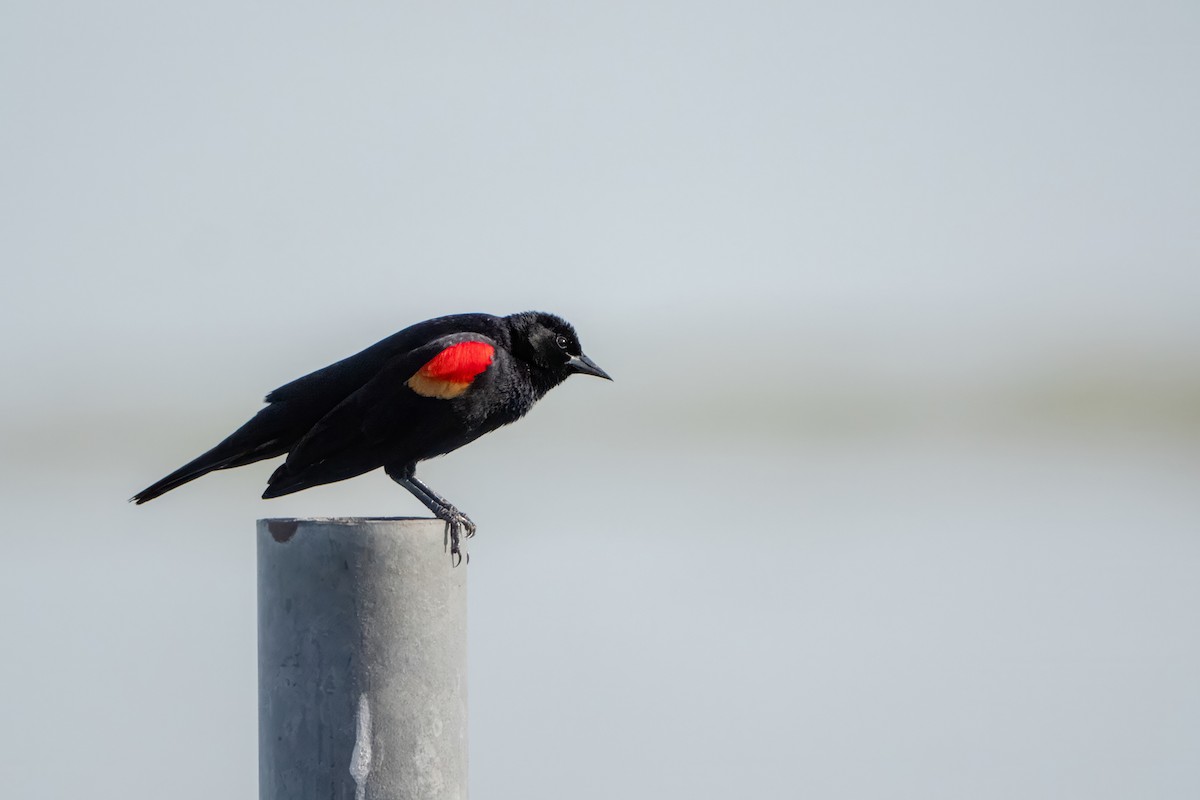 Red-winged Blackbird - ML618478765