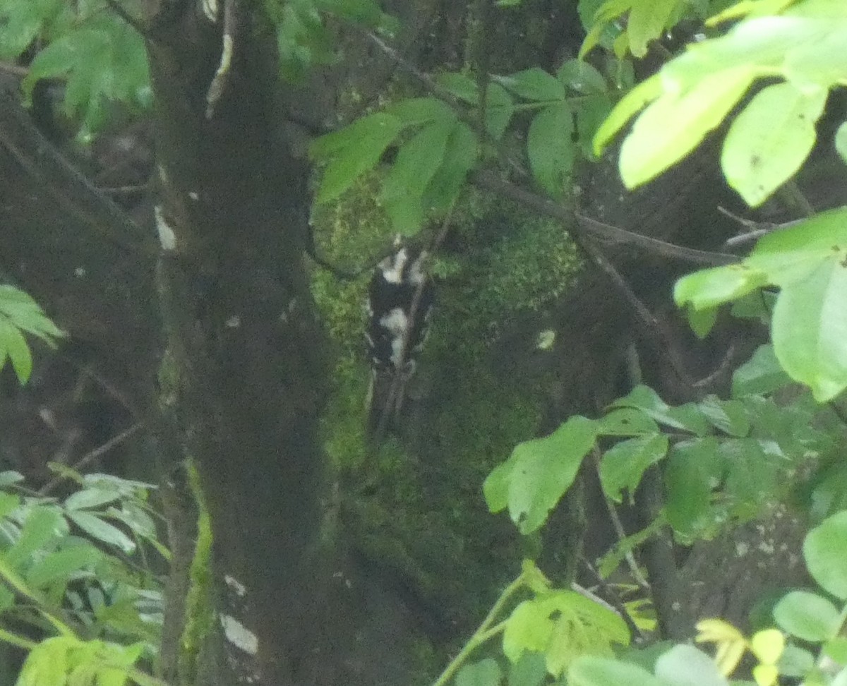 Gray-capped Pygmy Woodpecker - ML618478775