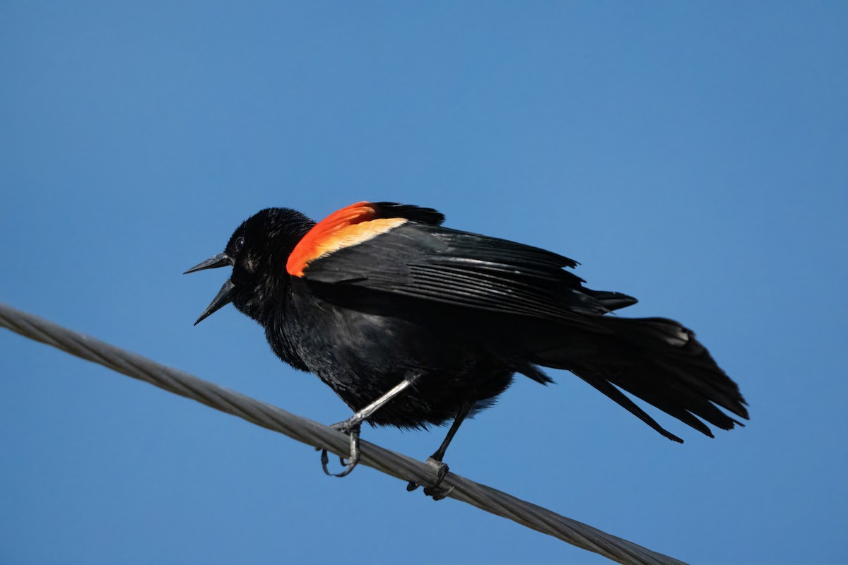 Red-winged Blackbird - ML618478850