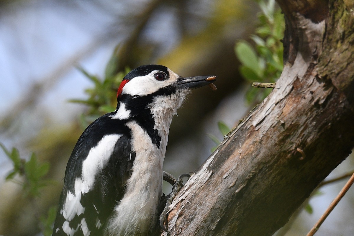Great Spotted Woodpecker - ML618478858