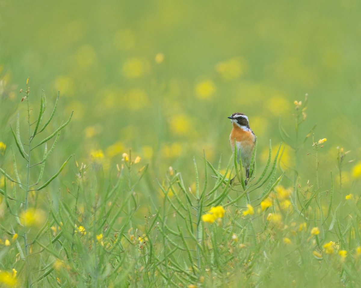 Whinchat - ML618478860